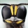Wasp